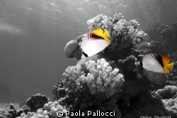 two butterflyfish from Red Sea by Paola Pallocci 